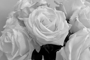 Weiße Rose Symbolbild